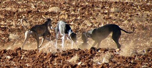 El Consell instruye 240 expedientes por infracciones a la Ley de caza y pesca fluvial