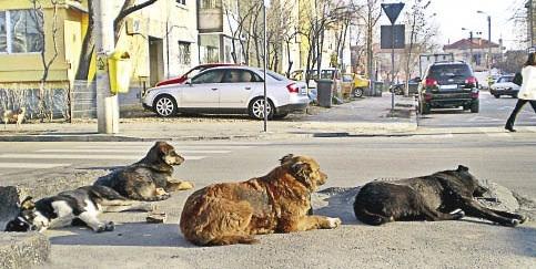 Los policías locales del sur-este de Mallorca detectaron en las vías públicas 46 perros abandonados
