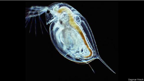 ¿Cómo y para qué se resucita un huevo de 700 años?