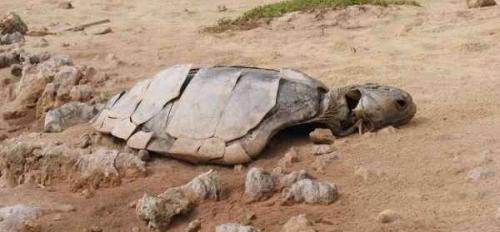 Las prospecciones entre Cataluña y Baleares afectarán a 200 especies protegidas