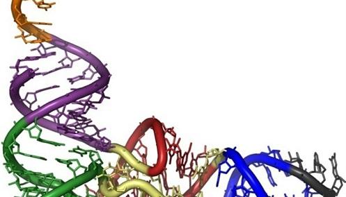 Investigadores españoles descubren un patrón que relaciona el ARN y las proteínas del cáncer