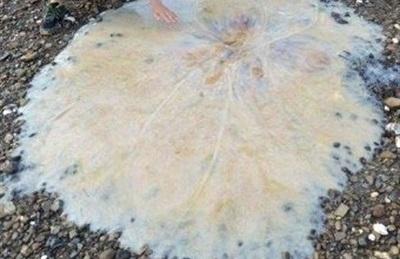 Descubren una nueva especie de medusa gigante