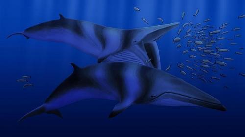 Los extraños mamíferos marinos anteriores a la Edad de Hielo