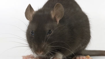 Ratas gigantes podrían invadir el planeta por efecto del hombre y la evolución