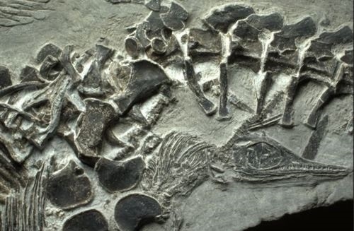 Un fósil de ictiosaurio preserva un nacimiento de un antiguo reptil