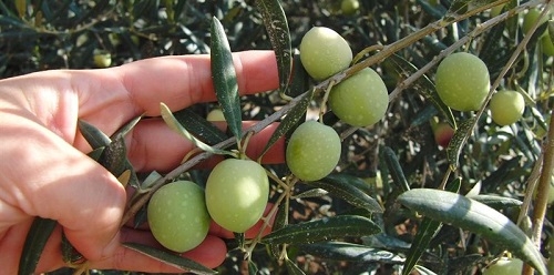 La cosecha de la oliva de Mallorca comienza con buenas perspectivas
