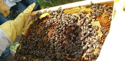 Agricultura trabaja en un plan para fortalecer y profesionalizar el sector apícola en la nueva PAC