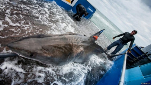 El asombroso viaje de Lydia, el tiburón blanco que cruzó el Atlántico