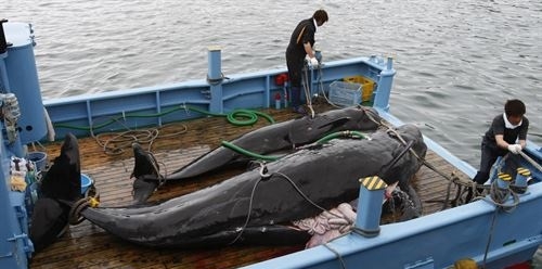 Cifran en 2,9 millones las ballenas muertas por la caza industrial del siglo XX