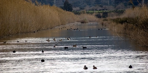 El GOB insta a incorporar los terrenos de Son Bosc al Parque Natural de s'Albufera