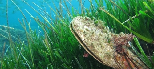 Los Consells pitiusos iniciarán una campaña informativa sobre los fondeos y los usos de las reservas marinas