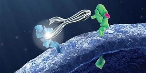 Un hospital balear prueba la seguridad de una combinación terapéutica frente al cáncer de mama avanzado