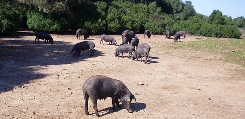 Las granjas de porcino reclaman mayor atención para un sector 'fundamental' en el mantenimiento del paisaje mallorquín