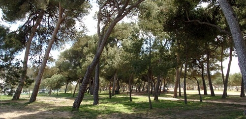 El ámbito forestal de Baleares está constituido por más de 222.000 hectáreas, el 44% del territorio insular