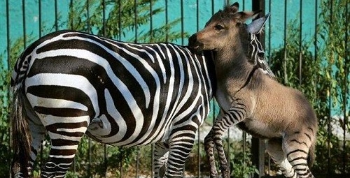 Nace un ceburro, cruce de cebra y burro, en un zoo de Crimea