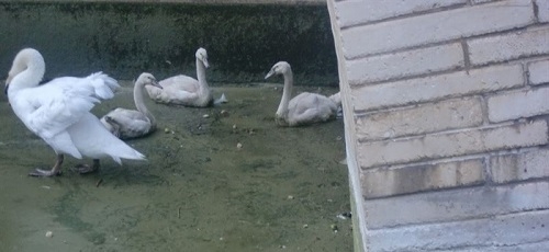 Cort limpia el estanque de cisnes de l'Hort del Rei