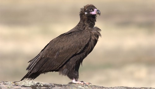 SEO/BirdLife denuncia las 'graves amenazas' sobre el buitre en España