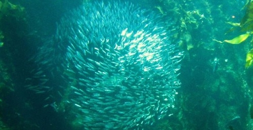 La orina del plancton o el krill altera la química del océano