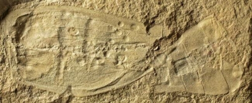 Fósiles sin clasificar hace un siglo, primos lejanos del ser humano