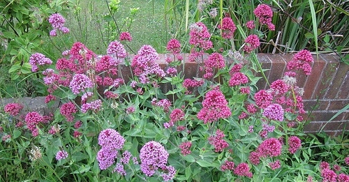 La valeriana es la planta medicinal más utilizada en Baleares para conciliar el sueño