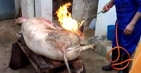 Salud recuerda que hay que analizar la carne de 'matances' antes de consumirla