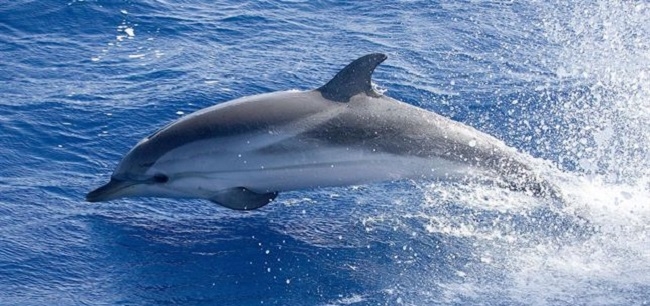 El turismo pone en peligro a los delfines de las islas Baleares