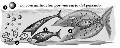 Reclaman medidas para reducir la contaminación por mercurio en los peces de las islas