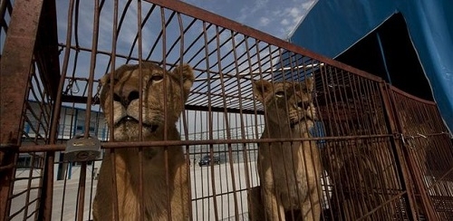 El Govern considera que 'no hay motivos suficientes' para cambiar a los felinos decomisados en Son Servera de ubicación