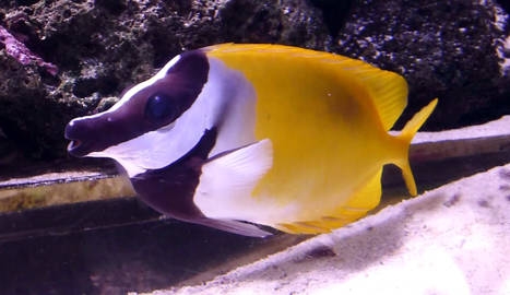 Los peces conejo amenazan el ecosistema Mediterráneo