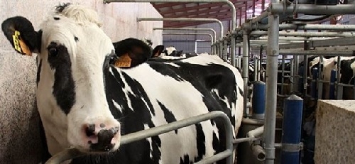 Multa de 88 millones al cartel lácteo por repartirse el mercado y pactar precios