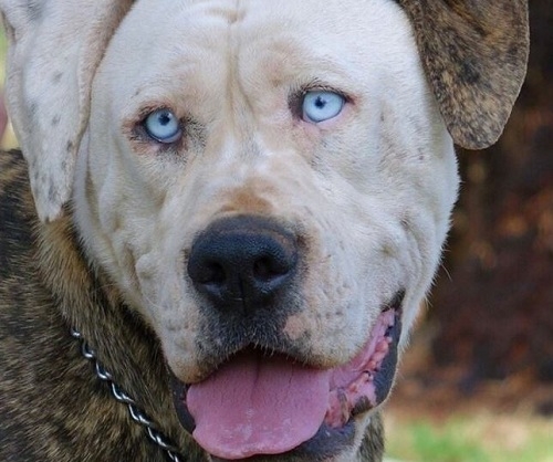 Boof, el perro en adopción que se parece a John Travolta, triunfa en Internet