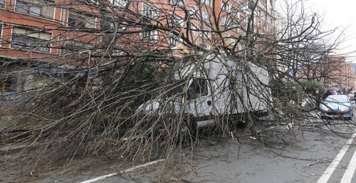 Cort intensifica las inspecciones de árboles para prevenir caídas por el temporal
