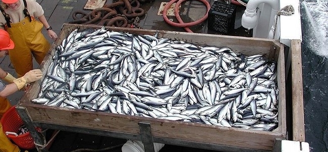 https://www.noticiasmallorca.es/imatges/fotosweb/2015/01/30/4944pesca.jpg