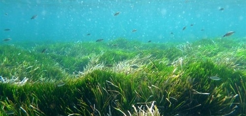 Red Eléctrica de España y el IMEDEA presentan una plantación pionera de Posidonia en fondos marinos de Baleares