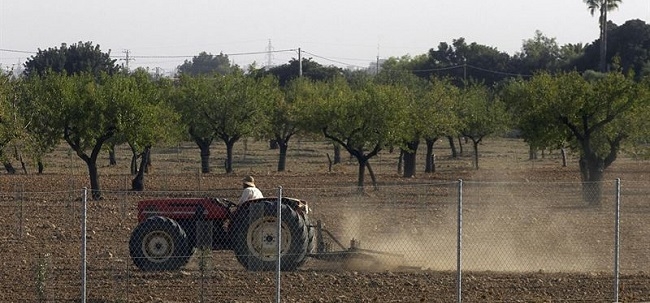 Más de 300 jóvenes payeses se incorporan a la actividad agraria de Baleares en los últimos tres años