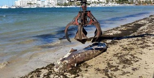 Encuentran un tiburón muerto en la playa de S'Arenal de Sant Antoni
