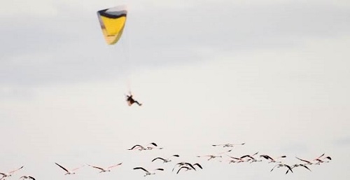 El GOB ​​reclama la prohibición de vuelo a baja altura sobre el Salobrar de Campos
