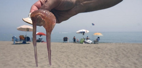 Un 31% de los españoles cambia su destino vacacional a causa de las medusas