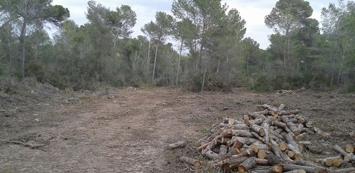 El GOB ​​denuncia el impacto de una tala de pinar y el bloqueo de un camino público en Castellitx