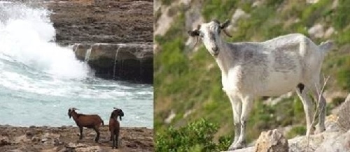 Desestiman la petición de Assaib de retirar las cabras vivas de Es Vedrà