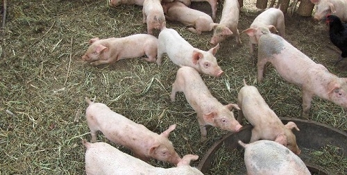 El Govern identificará y promocionará la lechona de Baleares