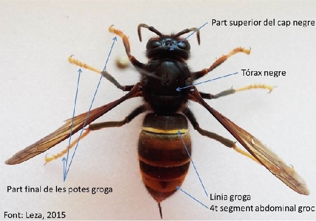 https://www.noticiasmallorca.es/imatges/fotosweb/2016/07/15/5686avispa.jpg