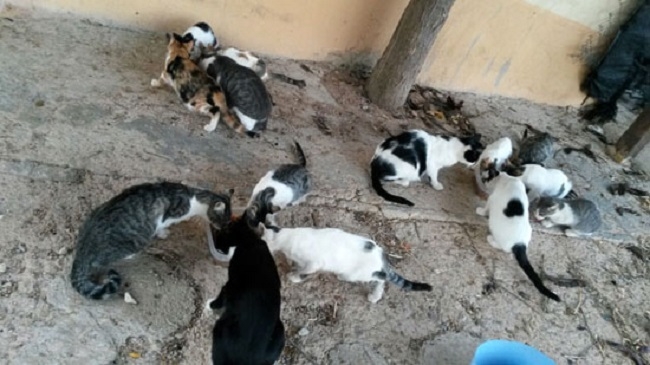 Denuncian la dejadez del ayuntamiento de Palma con un solar repleto de gatos sin dueño