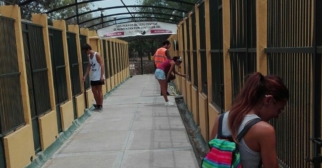 Las adopciones de animales en Palma aumentan un 60% respecto a la media anual