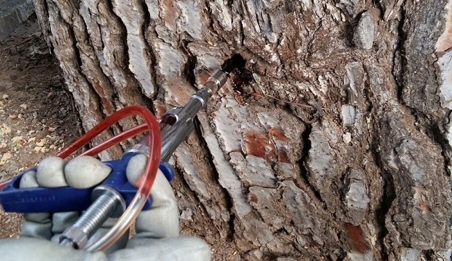 El Ayuntamiento de Marratxí actúa de forma preventiva contra la procesionaria del pino