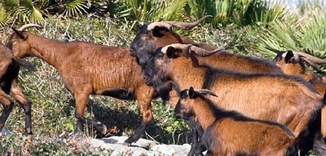 El PP pide modificar la Ley de Caza para que no afecte a la captura del Boc en Son Fortuny
