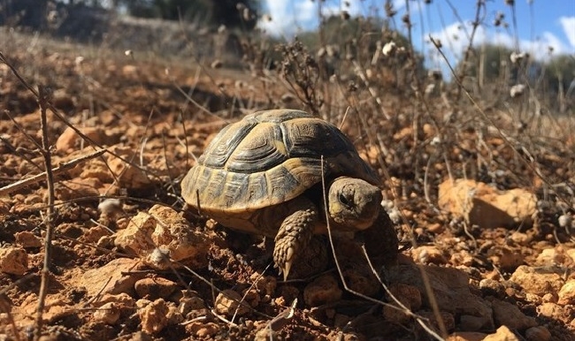 Liberan 90 tortugas de tierra en la marina de Llucmajor
