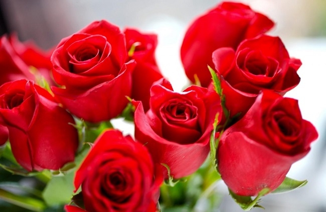 Las floristerías asociadas a Pinem prevén un aumento en la venta de rosas para el Día de Sant Jordi con respecto al 2017