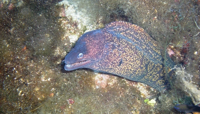 Las morenas aparecidas muertas en Ibiza no se han visto afectadas por los contaminantes analizados hasta el momento