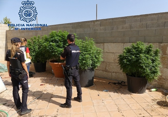 La Policía Nacional acude a un robo en un domicilio de Manacor y se encuentra una plantación de marihuana 